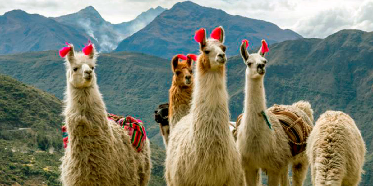 Machu Picchu Travel Guide